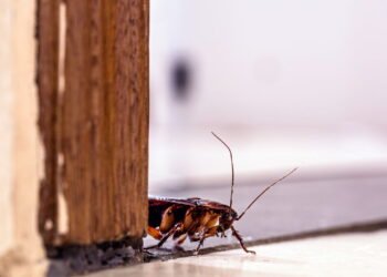 Conheça a planta que pode espantar baratas da sua casa