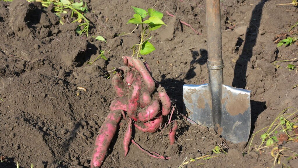 Aprenda fazer uma horta de batata-doce e colher em poucos meses
