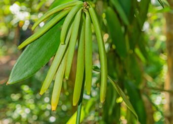 Como plantar baunilha em casa e lucrar com o cultivo