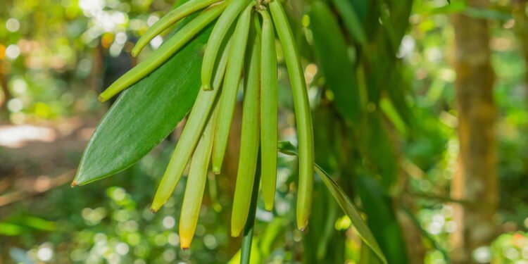 Plantação de baunilha - Créditos: depositphotos.com / ElenMarlen