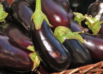 Aprenda a plantar berinjela em casa e aproveite seus benefícios nutricionais