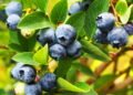 Guia definitivo para plantar blueberries no jardim ou em vasos