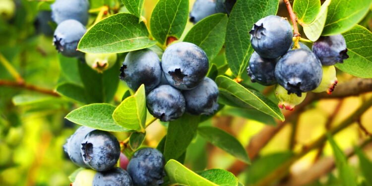 Blueberries - Créditos: depositphotos.com / jonnysek