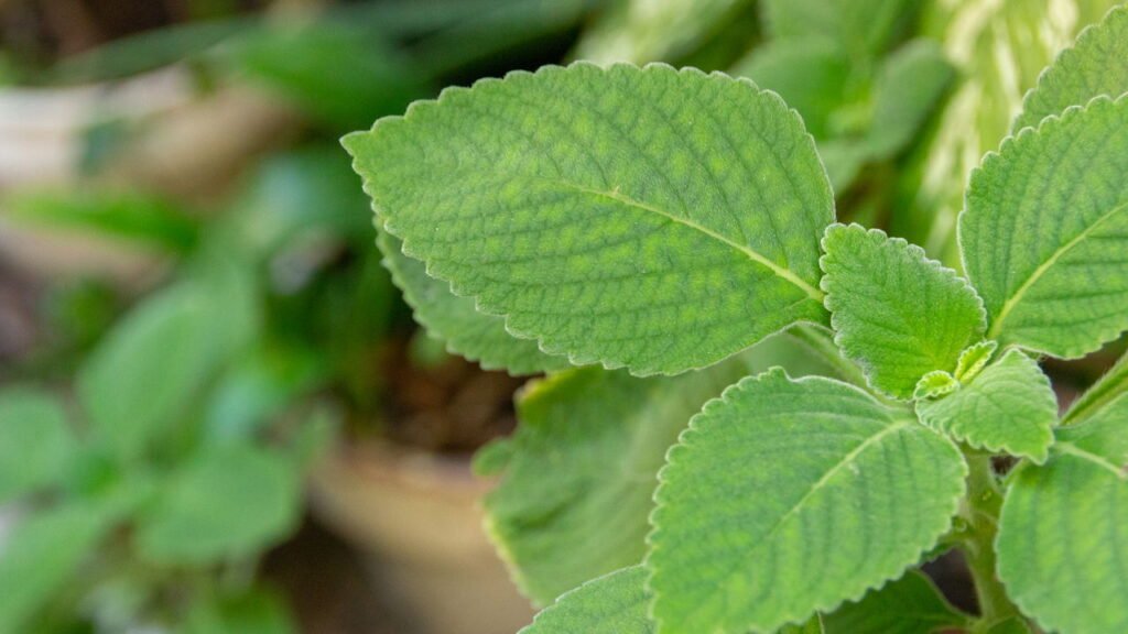 Cultive boldo em vaso e prepare chá natural para a sua saúde