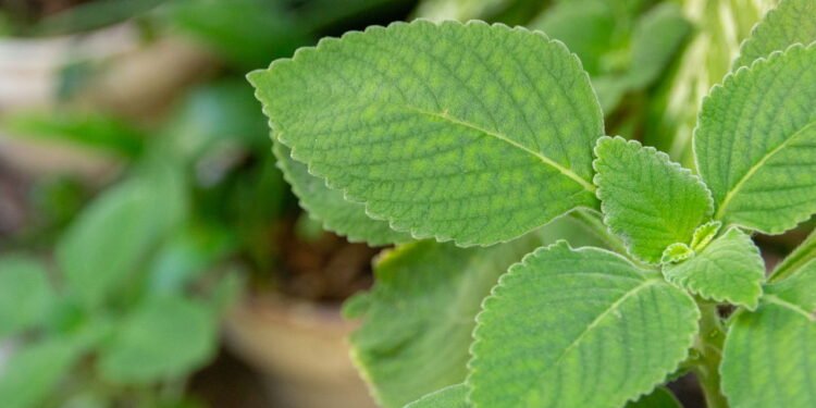 Cultive boldo em vaso e prepare chá natural para a sua saúde