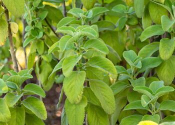 Cultive boldo em vaso e prepare chá natural para a sua saúde