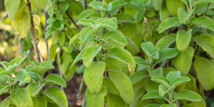 Cultive boldo em vaso e prepare chá natural para a sua saúde