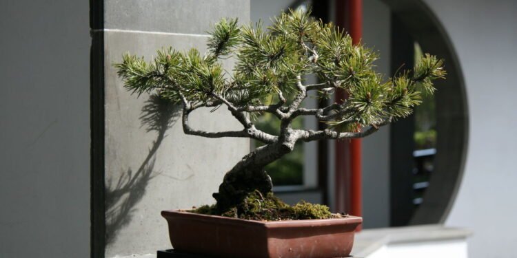 Bonsai - Créditos: depositphotos.com / imagex