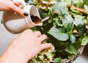 Se você usou café não jogue fora, você tem um recurso valioso em casa