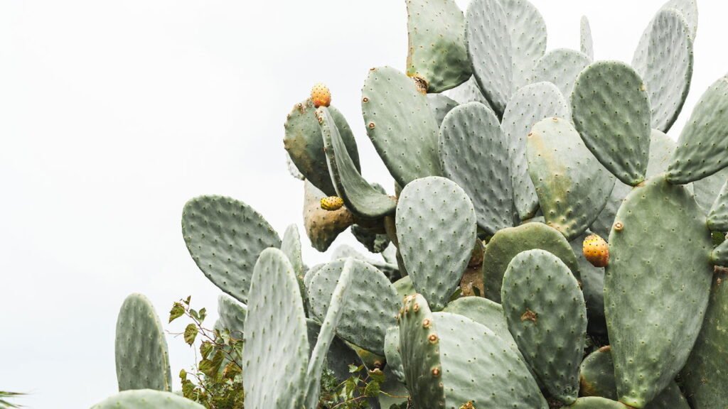 10 plantas perfeitas para iniciantes cultivarem em casa com facilidade