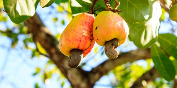 Saiba quando plantar cajueiro e como colher seus frutos