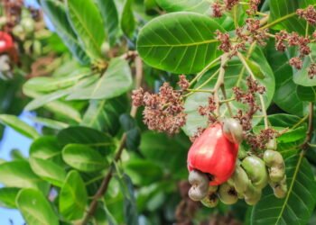 Saiba quando plantar cajueiro e como colher seus frutos