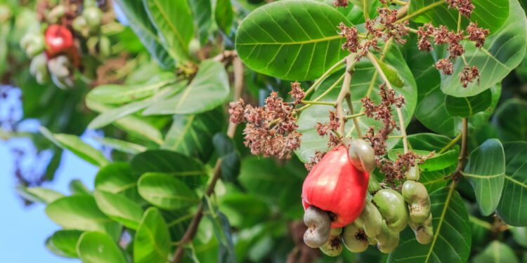 Saiba quando plantar cajueiro e como colher seus frutos