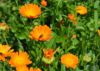 Aprenda a plantar flores que aliviem cólicas menstruais