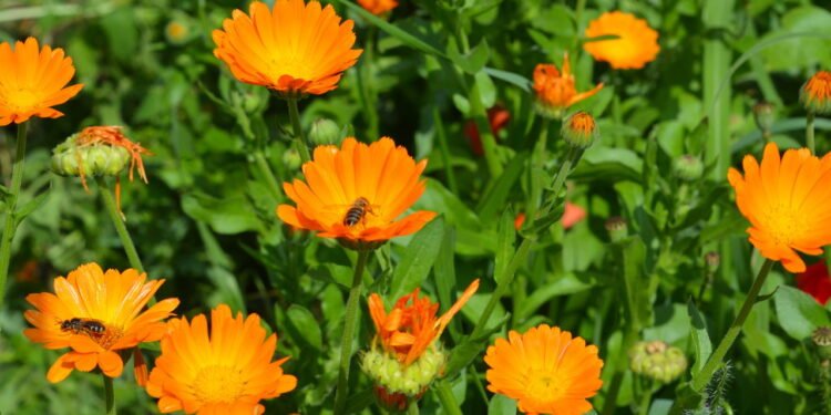 Calêndula - Créditos: depositphotos.com / thefutureis