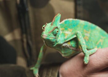 O Fascinante Mundo da Mudança de Cor nos Répteis