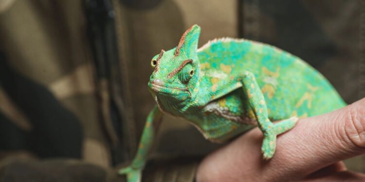 O Fascinante Mundo da Mudança de Cor nos Répteis