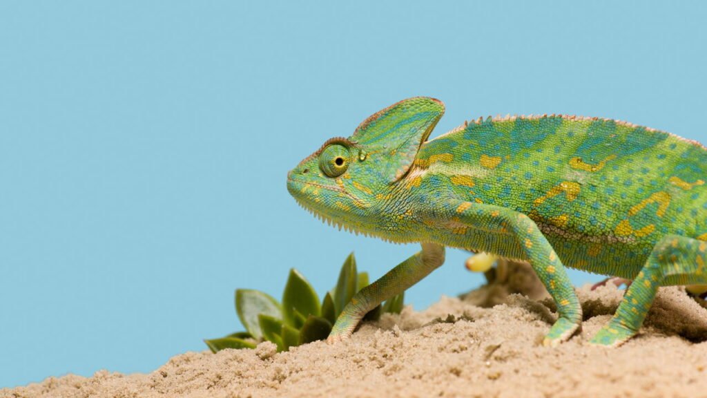 O Fascinante Mundo da Mudança de Cor nos Répteis

