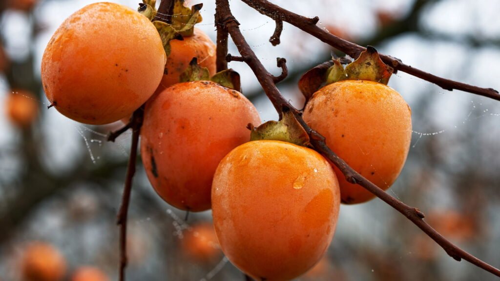 Veja quais frutas você deve plantar em junho para ter bons resultados