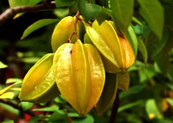 Como plantar carambola em casa mesmo com pouco espaço