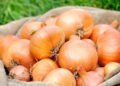 Passo a passo simples para cultivar cebolas frescas no seu quintal