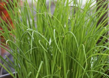 Aprenda a plantar cebolinha que não morre nem no sol forte