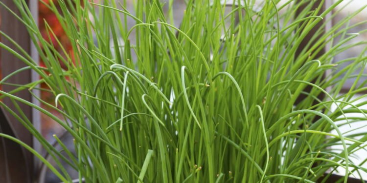 Aprenda a plantar cebolinha que não morre nem no sol forte