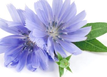 Guia completo para cultivar chicória em casa