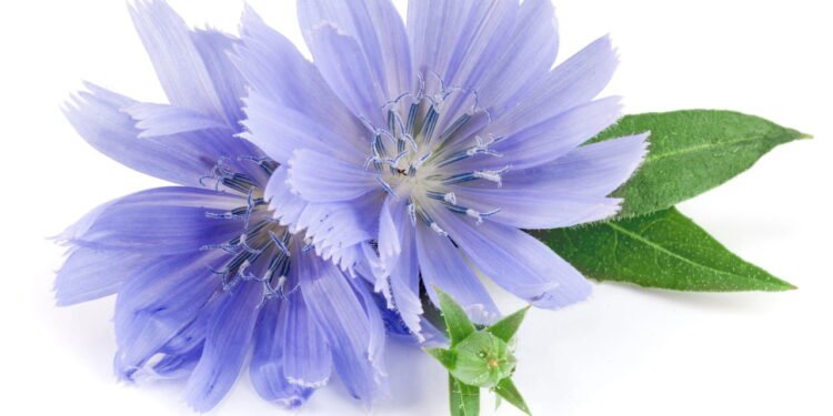 Guia completo para cultivar chicória em casa