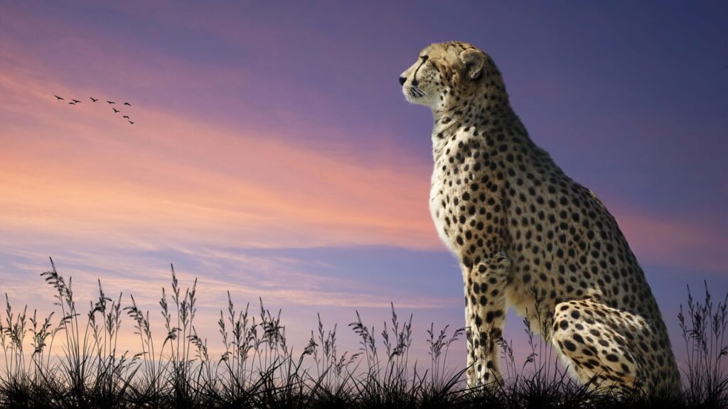 Por que gatos e felinos costumam ter manchas e listras?