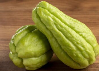 Chuchu na sua horta? Veja como cultivar