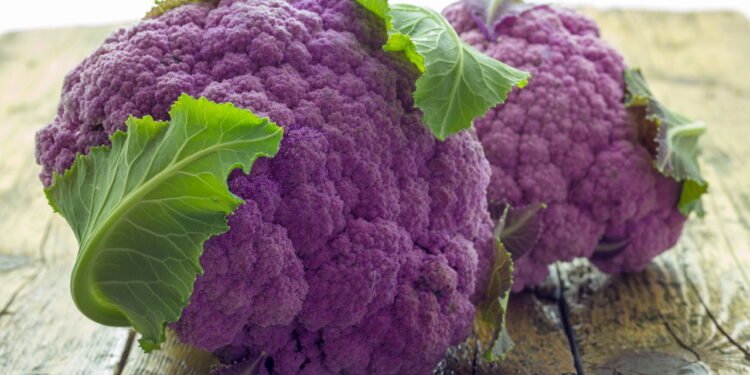 Couve flor roxa: benefícios, cultivo e sustentabilidade