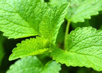 Conheça os benéficos da erva-cidreira para sua saúde