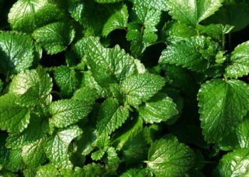 O que acontece quando você consome erva-cidreira ou camomila em forma de chá?