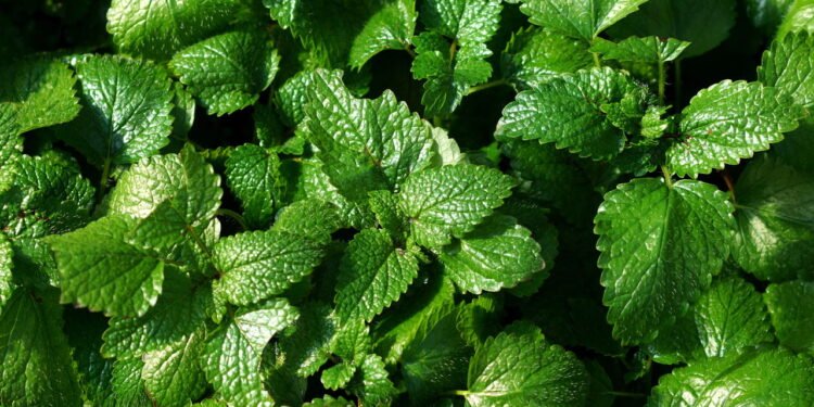 O que acontece quando você consome erva-cidreira ou camomila em forma de chá?