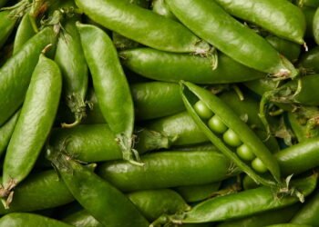 Guia definitivo para ter ervilhas frescas e nutritivas em casa