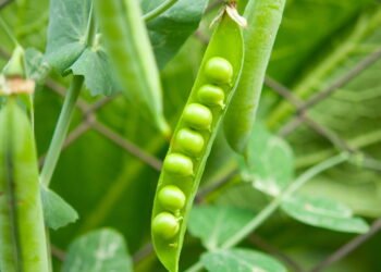 Guia definitivo para ter ervilhas frescas e nutritivas em casa