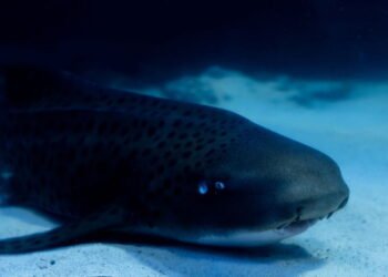 Adaptados à Escuridão: Estratégias de Sobrevivência Sem Luz