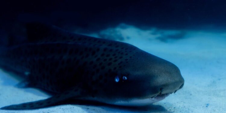 Adaptados à Escuridão: Estratégias de Sobrevivência Sem Luz