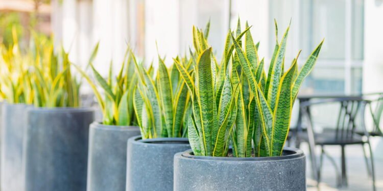 7 plantas que purificam o ar e são perfeitas para sua casa