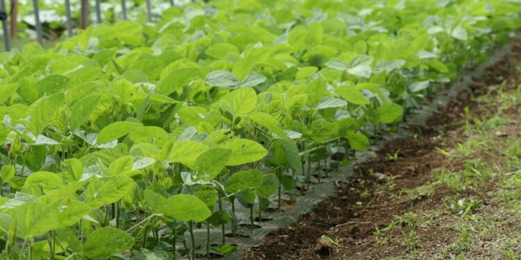 O feijão é uma excelente fonte de compostos fenólicos e flavonoides - Créditos: depositphotos.com / zhiqianghu