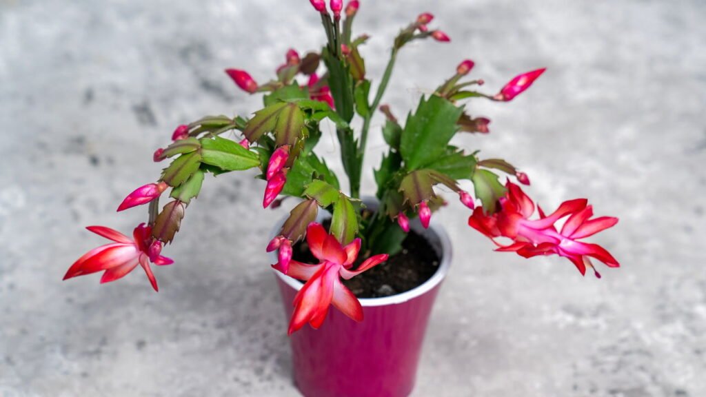 O segredo para fazer flor-de-maio florescer por mais tempo