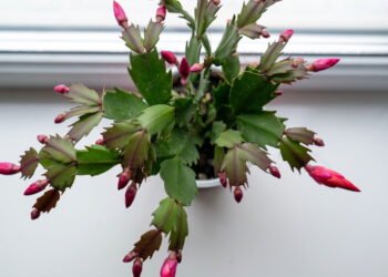 O segredo para fazer flor-de-maio florescer por mais tempo