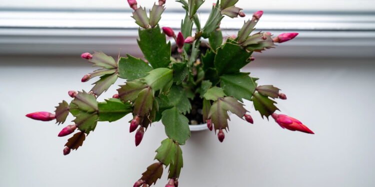 O segredo para fazer flor-de-maio florescer por mais tempo