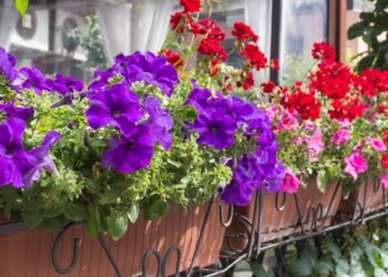 Guia completo das melhores flores para cultivar em apartamento