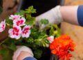 Guia completo das melhores flores para cultivar em apartamento