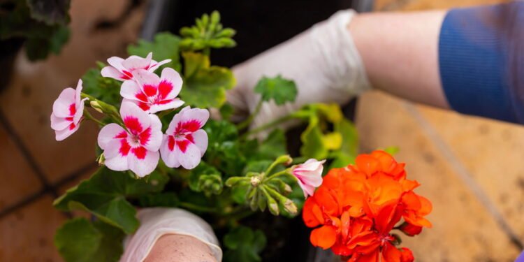 Flores - Créditos: depositphotos.com / fotoforce