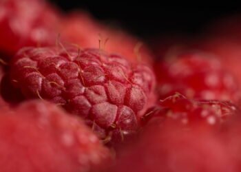 Veja como cultivar framboesa em casa mesmo sem experiência em horta