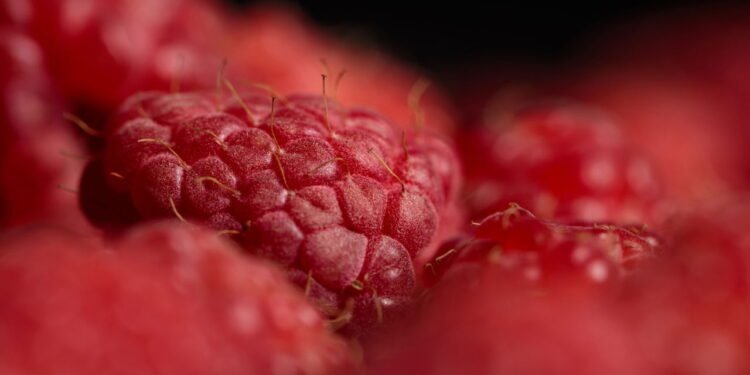 Veja como cultivar framboesa em casa mesmo sem experiência em horta