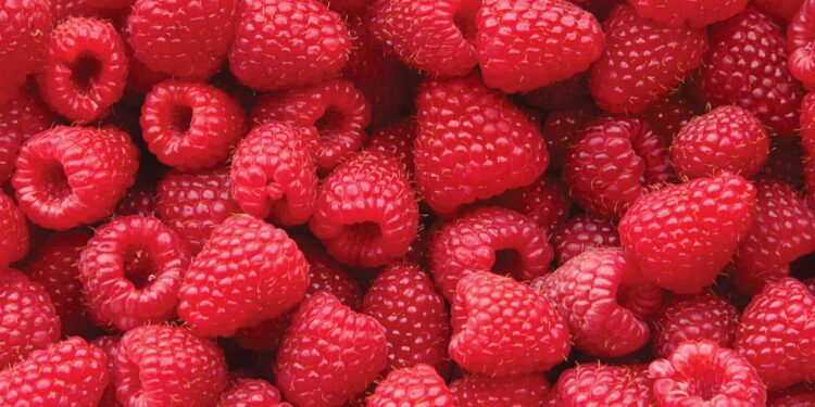 Aprenda a plantar framboesa em casa e ter a fruta sempre disponível